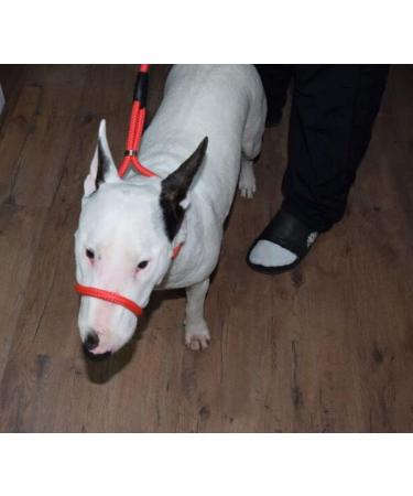 All-in-One Dog Headcollar Lead and Halter - Anti-Pull Solution (Red) - Buy Online on GoSupps.com