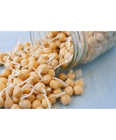 Garbanzo Bean Seeds for Sprouting Microgreens 4 oz - Rich in Vitamins, Minerals, and Health-Promoting Nutrients | COOL BEANS N SPROUTS USA - Buy Online on GoSupps.com