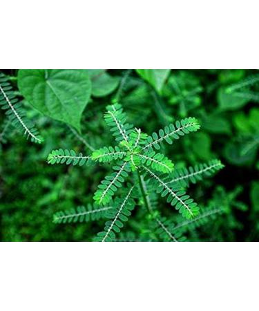 bromelain Supplement - URIC Acid Natural ANTIOXIDANT - Turmeric Capsules - Pomegranate Extract - 4 Bottles 240 Vegetable Capsules - Buy Online on GoSupps.com