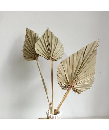 NAABHIKA 5/10 Pcs Boho Dried Palm Spears Natural Dried Palm Fans Dried Palm Leaves Dried Palm Leaf Palm Fan Leaf with Stem-Khaki 5PCS - Buy Online on GoSupps.com
