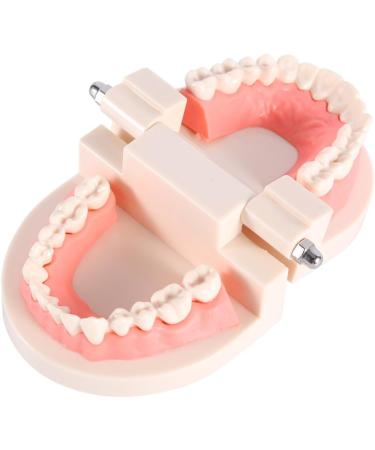 Realistic Tooth Model for Dental Care & Study | PVC Dental Demonstration Tool for Kids - Buy Online on GoSupps.com