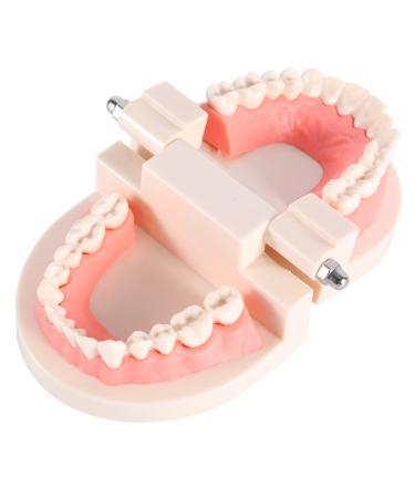 Tooth Model for Children - Dental Typodont Prosthesis for Teaching Brushing & Patient Education - Buy Online on GoSupps.com