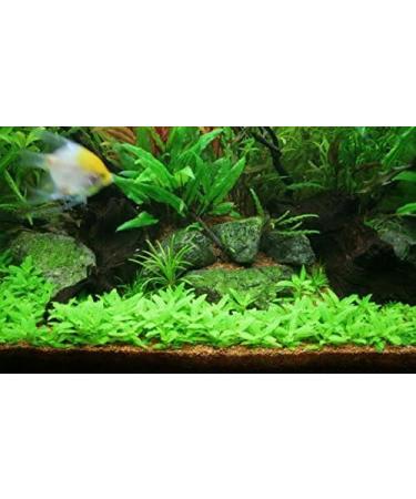 Staurogyne Repens - Live Aquarium Plants - Buy Online on GoSupps.com