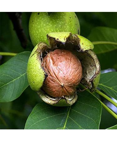 Buy 5 kg Untreated California Walnuts in Shell | 100% Natural & Vegan | No Additives | Fresh Quality Nuts - Buy Online on GoSupps.com