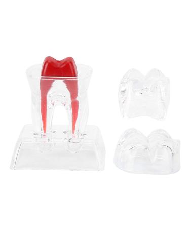 Discriminable toothed tooth model plastic teeth Endodontics Students teaching material comparison studies model for dental studies and research