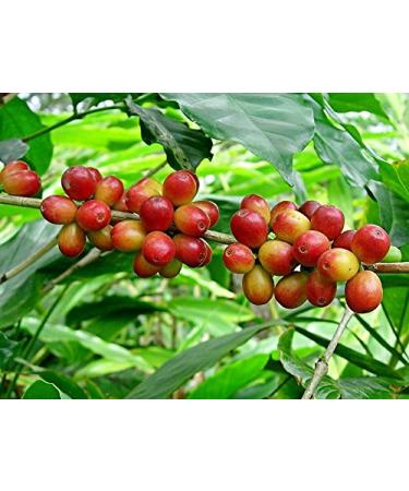 20 Arabica Coffee Seeds Coffea arabica shrub seeds