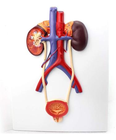 Human Urinary System Model-Ureter Bladder and Urethra Model-This Model is Composed of Kidney Ureter Bladder Bladder Arteries and Veins - Buy Online on GoSupps.com