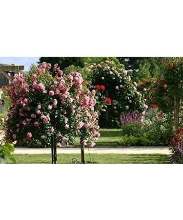  Emmanuel DeCasteloi Black Liquid Soap with Linseed Oil Prestige Selection Household Natural No Rinse Ecological Biodegradable No Palm Oil Solvent or Preservative 5 L Made in France - Buy Online on GoSupps.com