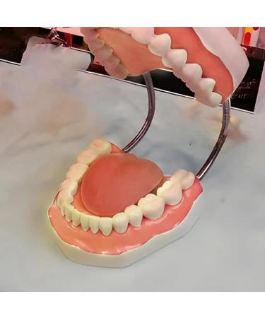 Foragrl 6x Enlarged Teeth Mouth Model | Metal Hinge | Complete PVC Speech Therapy Tool with Removable Tongue - Easy to Use for International Shipping - Buy Online on GoSupps.com