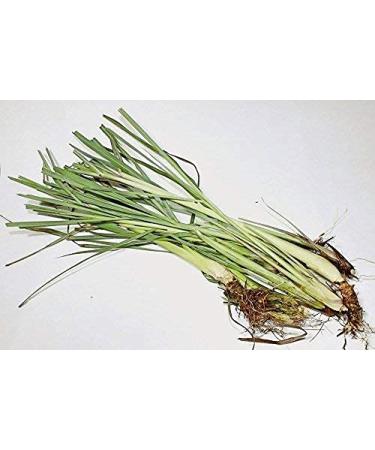 Fu Dog Garden Lemongrass (Cymbopogon citratus) Fresh Premium (8) Stalks