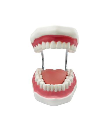 Youya 6-Fold Dental Brushing Teaching Model - Tooth Decay Evolution Display for Educational Use - Buy Online on GoSupps.com