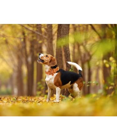 Shop Stylish Aring Pet Dog Collar with Flower - Autumn Maple Leaf Design for Small to Large Dogs | Perfect Gift for Dog Lovers - Buy Online on GoSupps.com