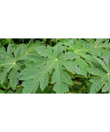 Herbal Magic Pure Papaya Leaf Powder - Green & Whole Leaves | Ayurvedic Superfood for Smoothies & Baking | 300gms - Buy Online on GoSupps.com