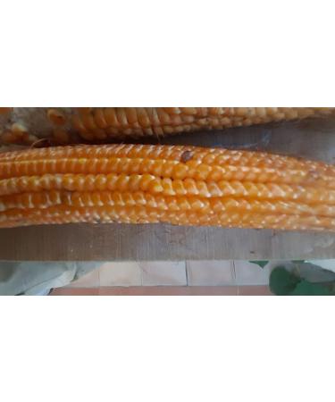 GANDIN BARBED CORN - Buy Online on GoSupps.com