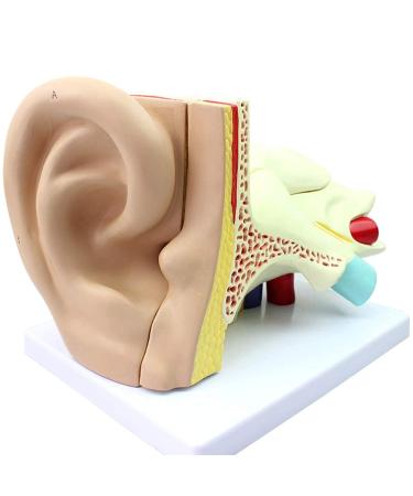Human Ear Ear External Ear Middle Ear earner Ear Model Suitable for Medical Teaching