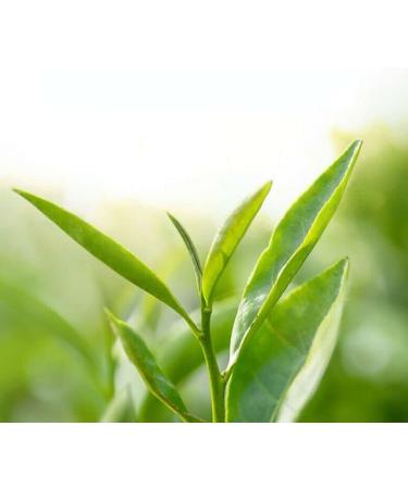 80g Th Noir Colline Positive Xiao Zhong Original De Chine Bon Th Naturel Th Noir Organique Sans Additif Nourriture Verte - Buy Online on GoSupps.com