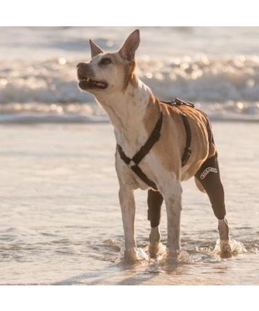 Walkabout canine knee brace (MedLarge Right) - Buy Online on GoSupps.com