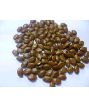 sm ayurvedic Borsali Beej - 250 g
