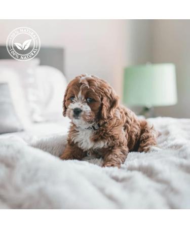 Talc Balancing Cream for Puppies & Kittens - 500ml | IV San Bernard - Gentle Cleaning for Young Animal Coats - Buy Online on GoSupps.com
