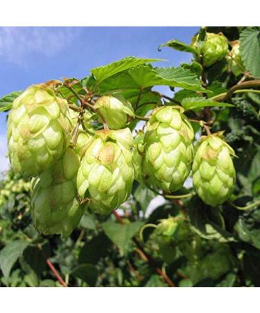 100Pc / Spack Luppolo Semi Humulus Lupulus Birra Pianta Da T T Herb Brew German Magnum