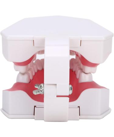 Tooth Model with Toothbrush - Standard Dental Cavity Demonstration for Oral Hygiene Education | Perfect for Hospitals & Kindergartens - International Shipping - Buy Online on GoSupps.com