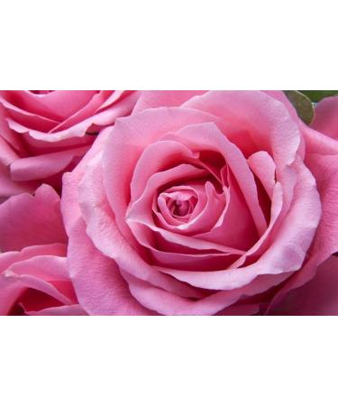 TERRE DE ROSE - Rose water 100 ml with pump - French handmade products - made in France - natural cosmetics - 100% vegetable origin - softness and natural - Buy Online on GoSupps.com