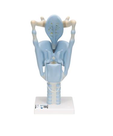 3B Scientific VC219 Functional Larynx Model 3 Times Full-Size 12.6-Inchx5.1-Inchx5.9-Inch