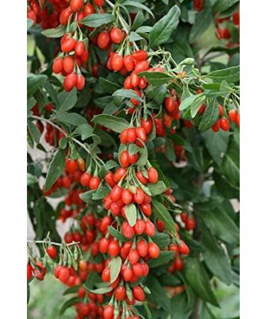 Natural Code - Dried Whole Goji Berries 454g/1lb - Lycium Fruit - Chinese Wolfberry Fruit - Fructus Lycii - Gou Qi Zi - Gou Zi - - Non GMO - Vegan - No Preservatives or Additives - 100% Natural - Buy Online on GoSupps.com