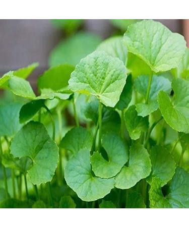 Organic Brahmi Leaf Powder - Ayurvedic Hair & Face Mask - 100g Pack - Herbal Magic's Bacopa Monnieri Powder - Buy Online on GoSupps.com