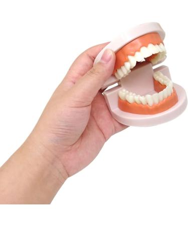 Honbay Standard Teeth Model with Toothbrush | Adult Dental Demonstration Teaching Supplies - Buy Online on GoSupps.com