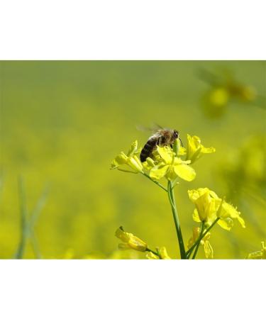  Mautner Markhof Mautner Markhof Creamy Soft & Gentle Mustard - 200g - Buy Online on GoSupps.com