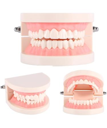 PVC Tooth Model for Dentistry Students | Huge Typodont Teeth for Teaching & Demonstration - Buy Online on GoSupps.com