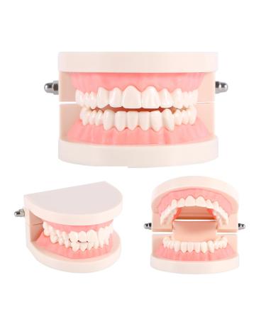Tooth Model for Children - Dental Typodont Prosthesis for Teaching Brushing & Patient Education - Buy Online on GoSupps.com