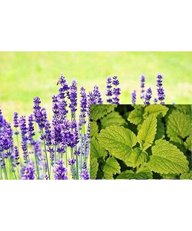 Smell Moments Whirlpool Fragrance - Lavender Lemon Balm 500ml | Natural Essential Oils Bathing Additive | Cruelty-Free - Buy Online on GoSupps.com