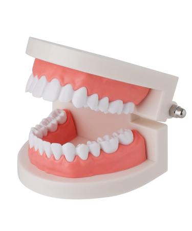 faruijie tooth model tooth models for dental students dentist model for children