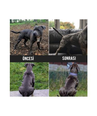 Bio PetActive Bulky Power - Muscle Builder for Dogs - Buy Online on GoSupps.com