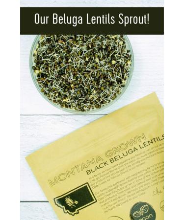 Lentils | Black Beluga | 4 lb Resealable Bag | Non-GMO | Kosher | Vegan | Non-Irradiated 4 Pound (Pack of 1) - Buy Online on GoSupps.com