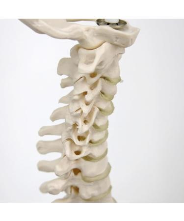 3B Scientific A18/21 Mini Human Spinal Column Model "Flexible" on Base 17.3-Inch Height - Buy Online on GoSupps.com