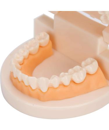 Standard Tooth Model & Dental Practice Tools - Anatomical Typodont for Teaching & Study - Buy Online on GoSupps.com