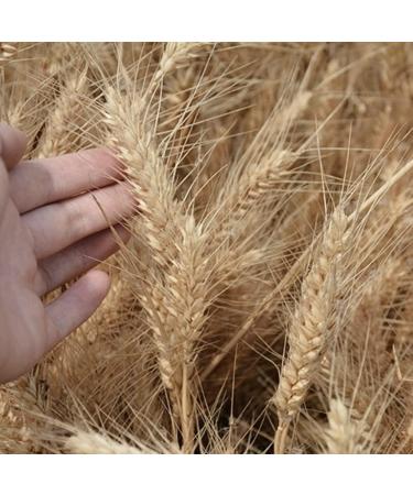 Dried Wheat Grass Bundle 100 Pcs Dry Wheat Grass Bouquet Natural Dried Flowers for Harvest Home Kitchen Fireplace Church - Buy Online on GoSupps.com