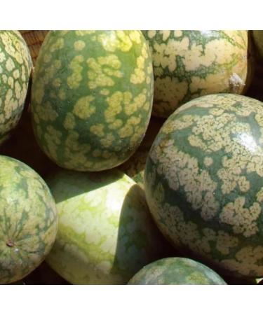 Kalahari Melon Seed Oil Organic Cold Pressed Unrefined Natural 2 Fl Oz - Buy Online on GoSupps.com