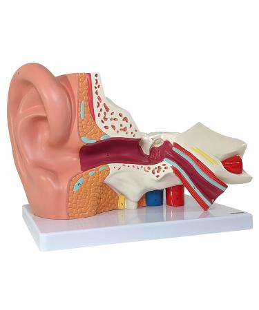 Axis Scientific Human Ear Model - 5X Enlarged 4D Anatomy Model with 3 Parts - Includes Base and Detailed Manual - Buy Online on GoSupps.com