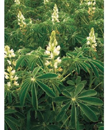 Buy Gesundo ORGANIC Lupin Flour - High Protein White Sweet Lupine - 2.5kg Bag - International Shipping Available - Buy Online on GoSupps.com