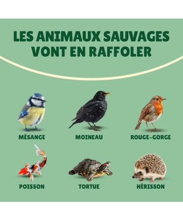 Dried Flour Worms 10 kg Au Comptoir de No 100% Natural Rich in Protein and Good Fats to Fat Flour - Buy Online on GoSupps.com