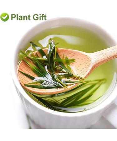 PlantGift Bamboo Leaves 35G/1.23oz Bamboo Leaf Tea - Rich in Organic Silica- for Healthy Hair Skin & Nails Rich in Silica for Healthy - Buy Online on GoSupps.com