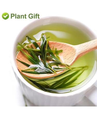 Buy Plantgift Bamboo Leaf Tea - 100% Natural Chinese Flower Tea for Healthy Hair Skin & Nails | 35g - Buy Online on GoSupps.com