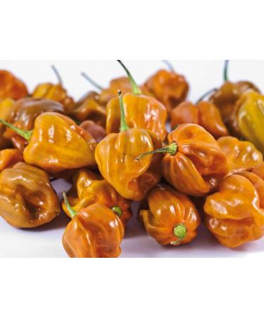 Semi di peperoncino Habanero Mustard