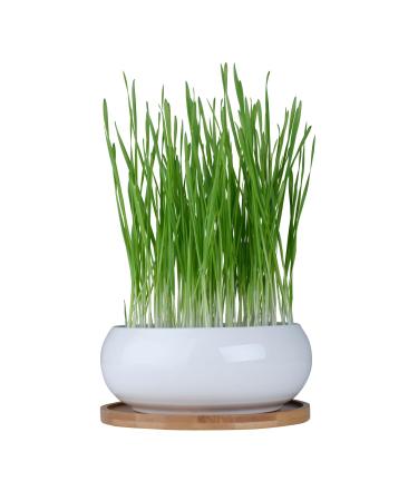Pfotolymp Cat grass bowl set - contains ceramic bowl bamboo coatings coconut seeds and small spades germ glass for sprouts round vase