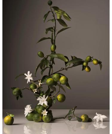 Homecourt Hand Wash - Gently Cleanses & Hydrates with Neroli Leaf | 12 Fl Oz - International Shipping Available - Buy Online on GoSupps.com