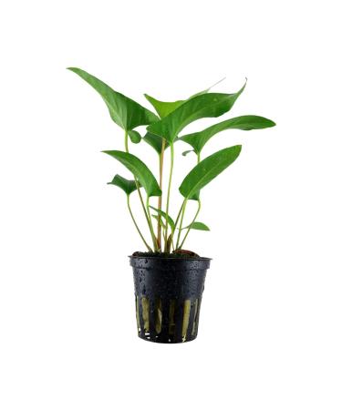 Tropica Anubias gracilis